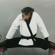 karate_chimp