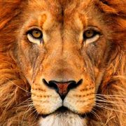 lion1105