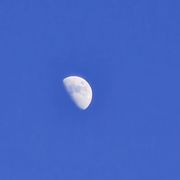 andryusz