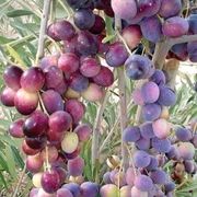 caforeverca@yahoo.fr