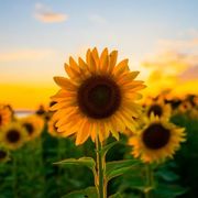 enpassan99@gmail.com