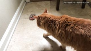 Evee N Ginger Onlyfans 165