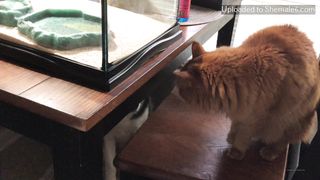 Evee N Ginger Onlyfans 157