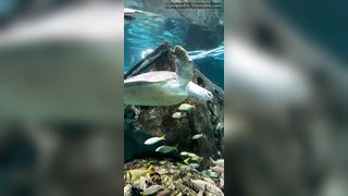 Zoey Taylor Onlyfans 101