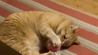 SomeLittleCrumbs Onlyfans 210