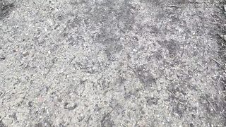 PrincessAriTS Onlyfans 442