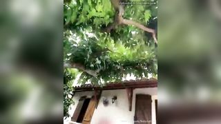 Luciana Foxx Onlyfans 303